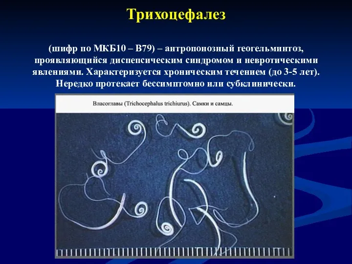 Трихоцефалез (шифр по МКБ10 – B79) – антропонозный геогельминтоз, проявляющийся диспепсическим