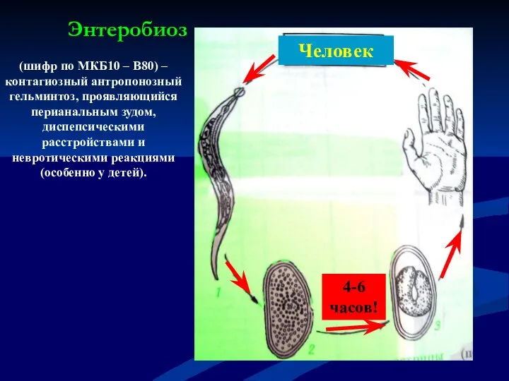 Энтеробиоз Человек 4-6 часов! (шифр по МКБ10 – B80) – контагиозный