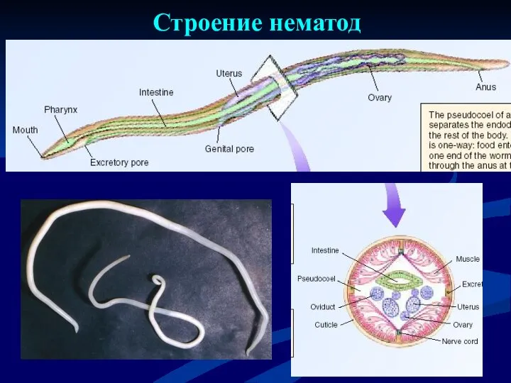 Строение нематод