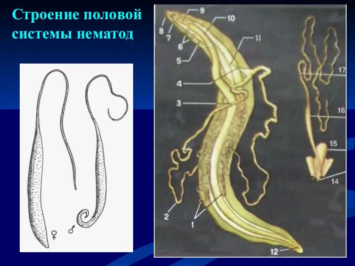 Строение половой системы нематод