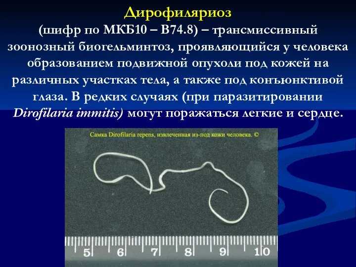 Дирофиляриоз (шифр по МКБ10 – B74.8) – трансмиссивный зоонозный биогельминтоз, проявляющийся