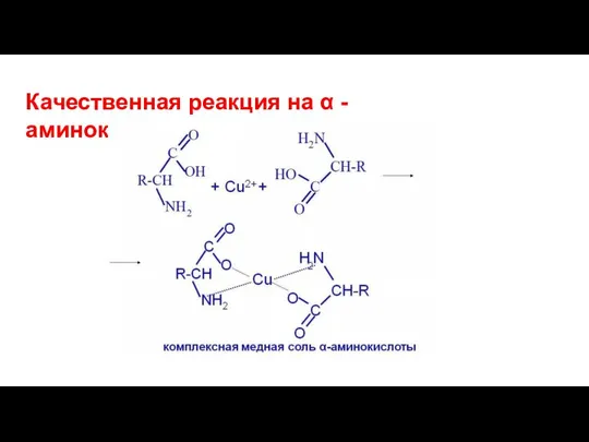 Качественная реакция на α - аминокислоты