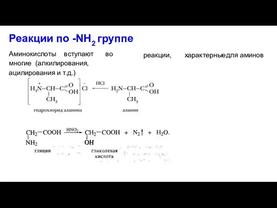 Реакции по -NH2 группе реакции, характерные для аминов Аминокислоты вступают во многие (алкилирования, ацилирования и т.д.)