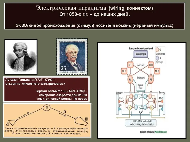 Электрическая парадигма (wiring, коннектом) От 1850-х г.г. – до наших дней.