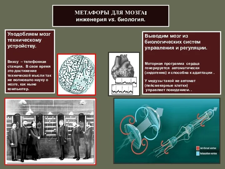МЕТАФОРЫ ДЛЯ МОЗГА: инженерия vs. биология. Уподобляем мозг техническому устройству. Внизу
