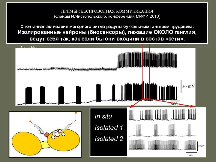 in situ isolated sniffer neuron in situ isolated 1 isolated 2