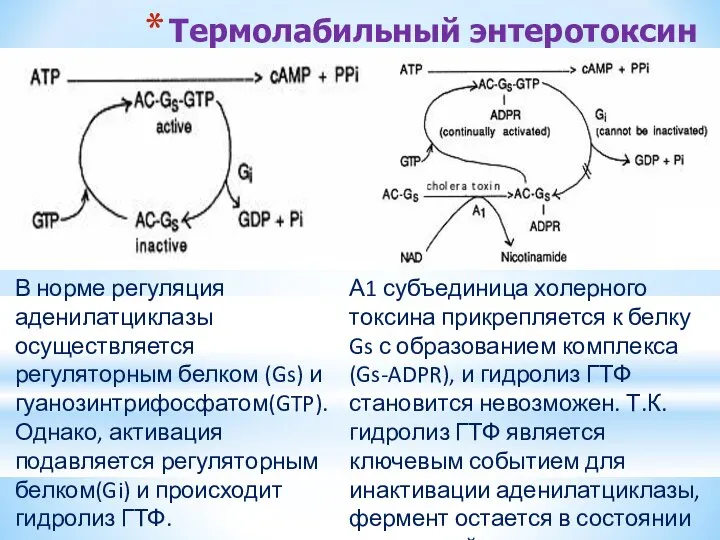 Термолабильный энтеротоксин В норме регуляция аденилатциклазы осуществляется регуляторным белком (Gs) и