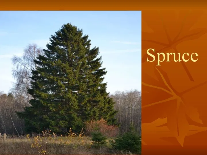 Spruce