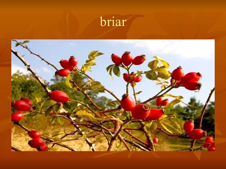 briar