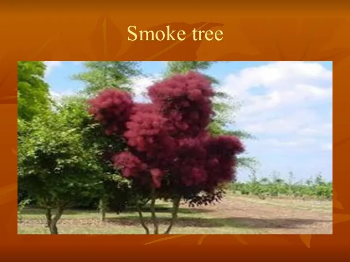 Smoke tree