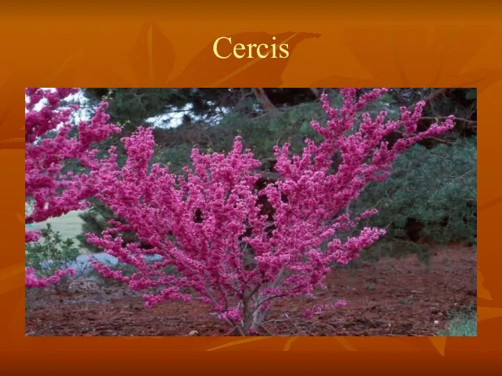 Cercis