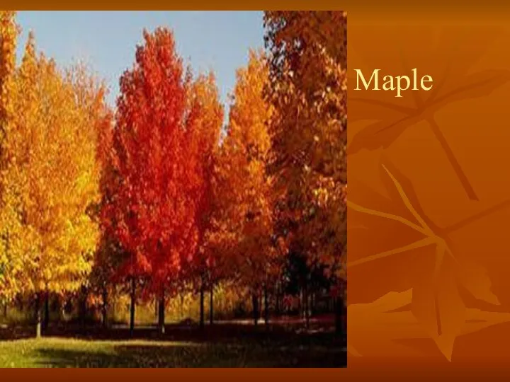 Maple