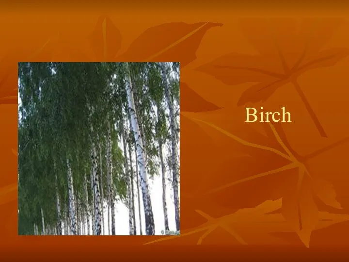 Birch