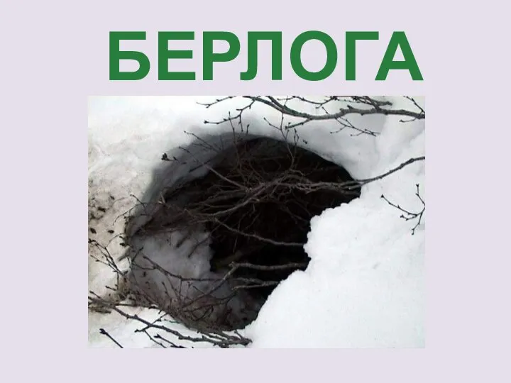 БЕРЛОГА