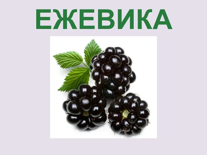 ЕЖЕВИКА