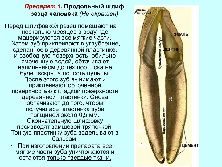 Препарат 1. Продольный шлиф резца человека (Не окрашен) Перед шлифовкой резец