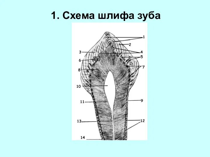 1. Схема шлифа зуба