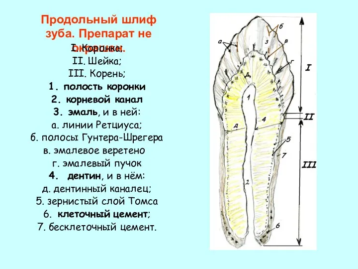 Продольный шлиф зуба. Препарат не окрашен. I. Коронка; II. Шейка; III.