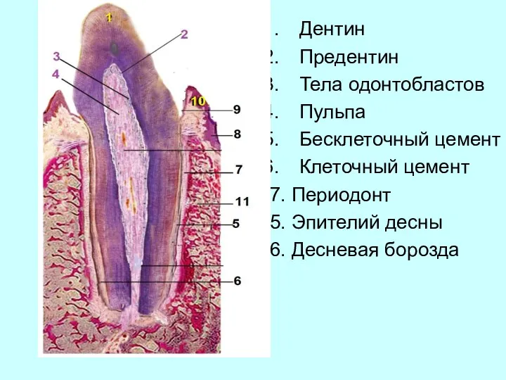 Дентин Предентин Тела одонтобластов Пульпа Бесклеточный цемент Клеточный цемент 7. Периодонт