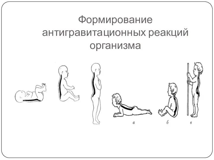 Формирование антигравитационных реакций организма