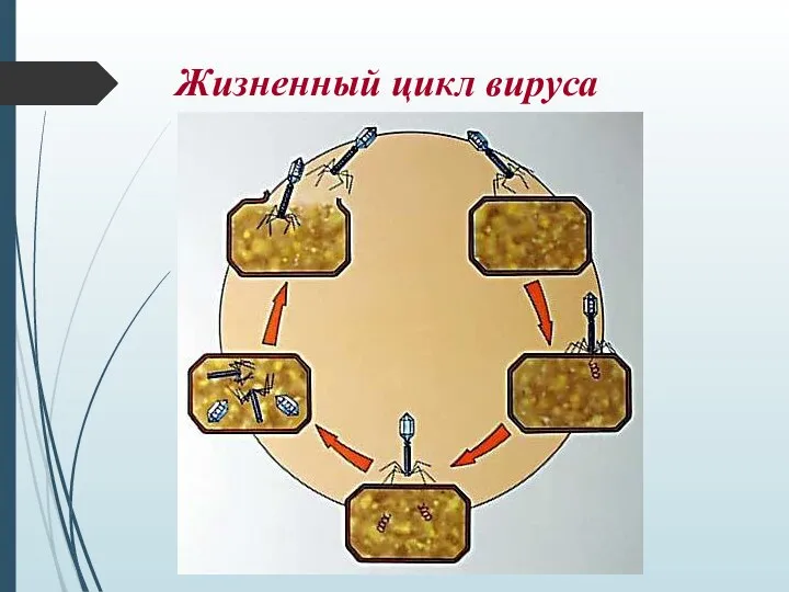 Жизненный цикл вируса