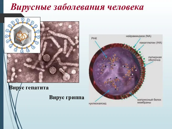 Вирусные заболевания человека Вирус гепатита Вирус гриппа