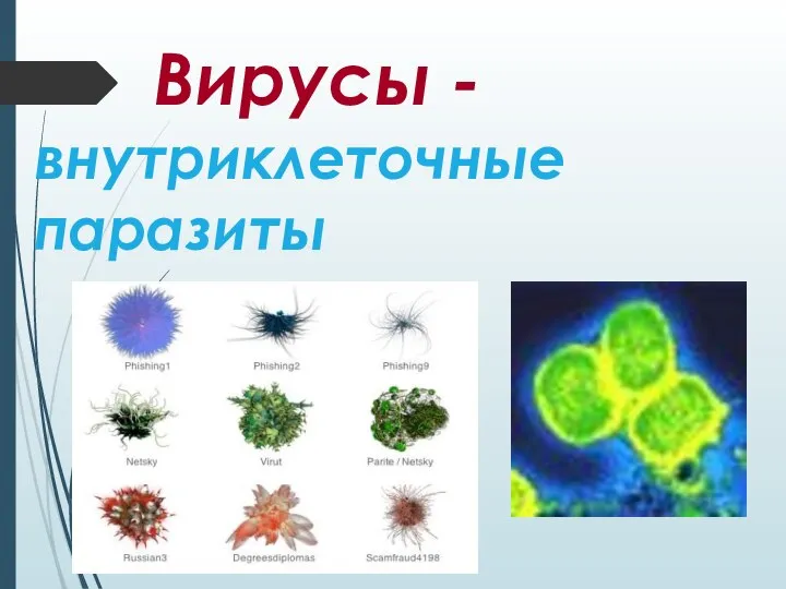 Вирусы - внутриклеточные паразиты