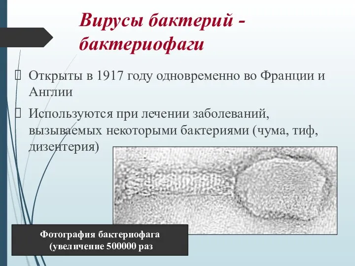 Вирусы бактерий - бактериофаги Открыты в 1917 году одновременно во Франции