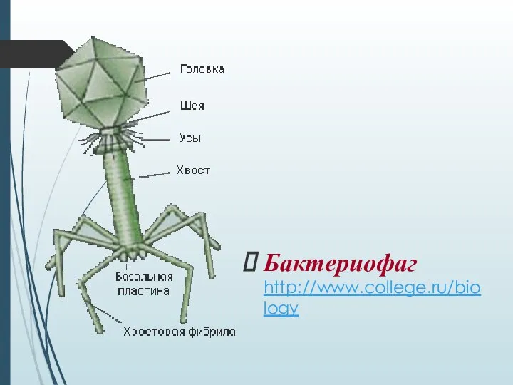 Бактериофаг http://www.college.ru/biology