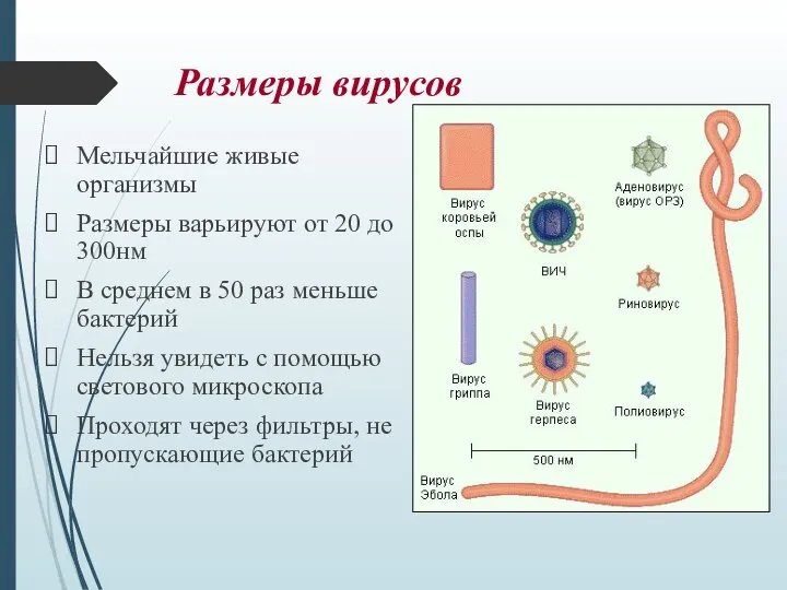 Размеры вирусов Мельчайшие живые организмы Размеры варьируют от 20 до 300нм