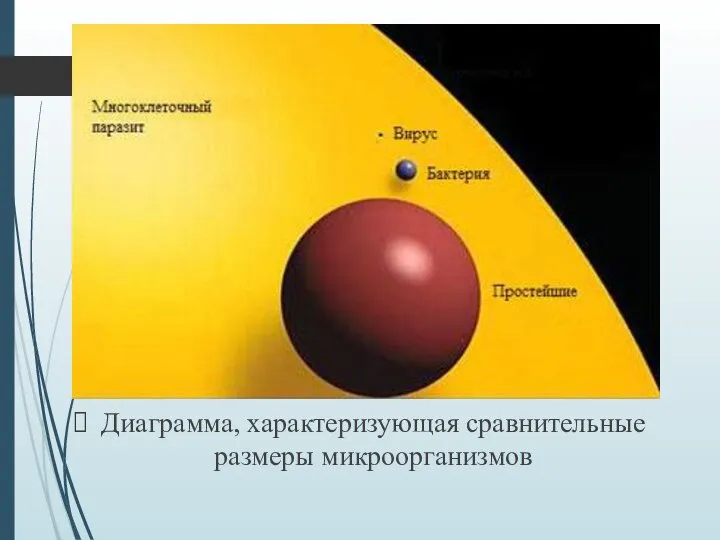 Диаграмма, характеризующая сравнительные размеры микроорганизмов