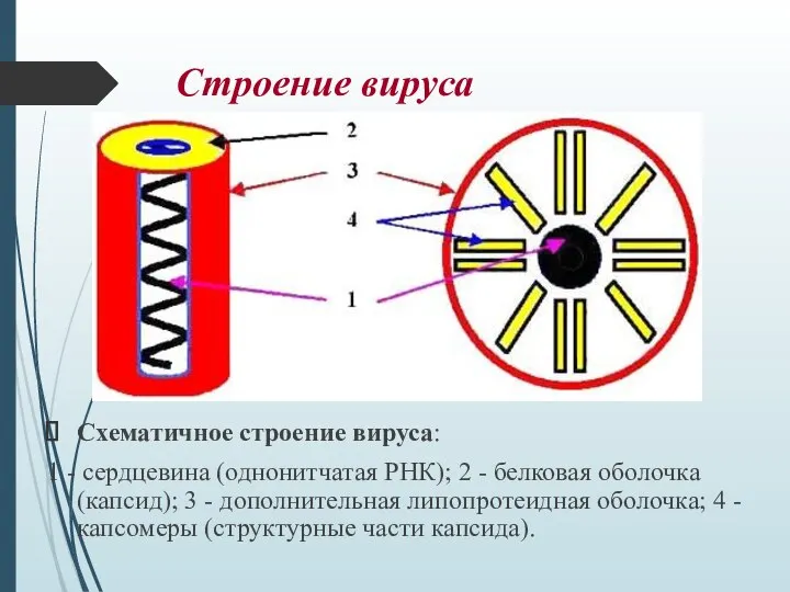 Строение вируса Схематичное строение вируса: 1 - сердцевина (однонитчатая РНК); 2