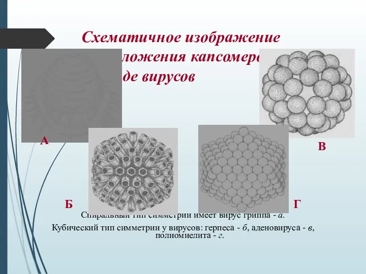 Схематичное изображение расположения капсомеров в капсиде вирусов Спиральный тип симметрии имеет