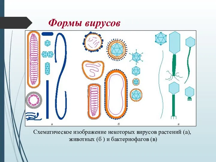 Формы вирусов Схематическое изображение некоторых вирусов растений (a), животных (б ) и бактериофагов (в)