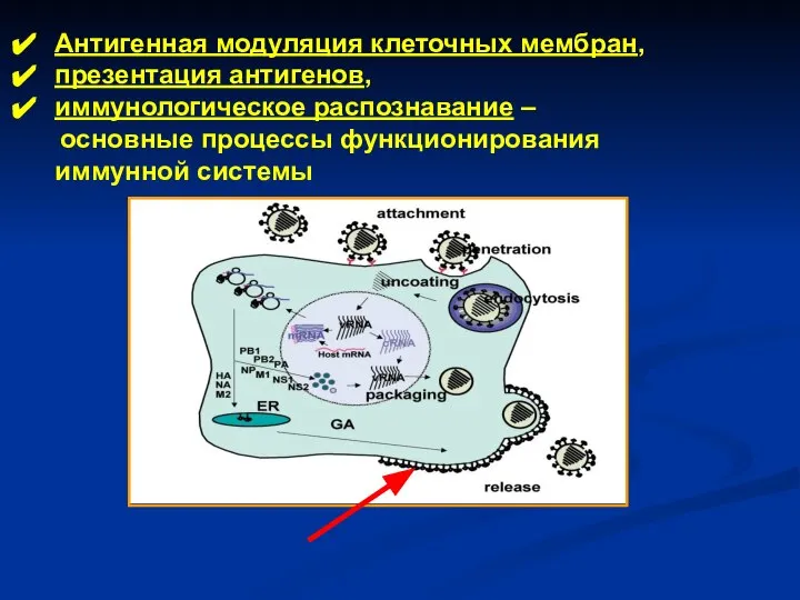 Антигенная модуляция клеточных мембран, презентация антигенов, иммунологическое распознавание – основные процессы функционирования иммунной системы