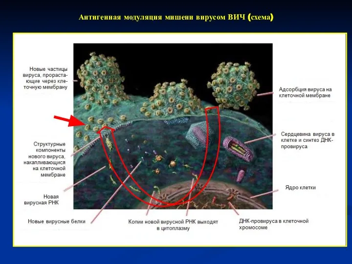 Антигенная модуляция мишени вирусом ВИЧ (схема)