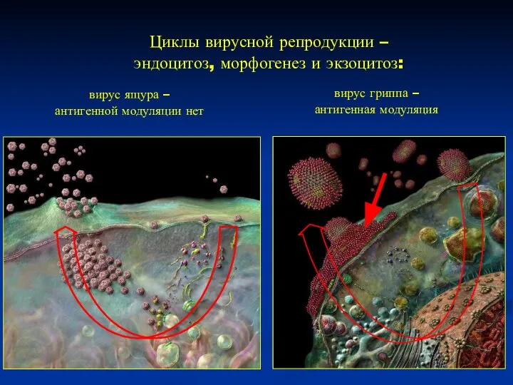 Циклы вирусной репродукции – эндоцитоз, морфогенез и экзоцитоз: вирус ящура –