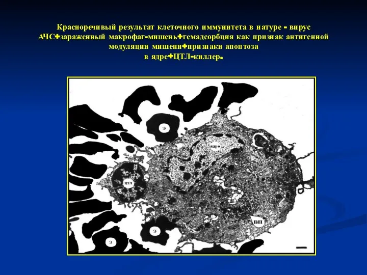 Красноречивый результат клеточного иммунитета в натуре - вирус АЧС+зараженный макрофаг-мишень+гемадсорбция как