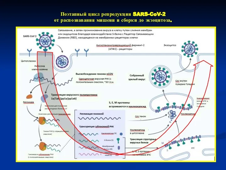 Поэтапный цикл репродукции SARS-CoV-2 от распознавания мишени и сборки до экзоцитоза.