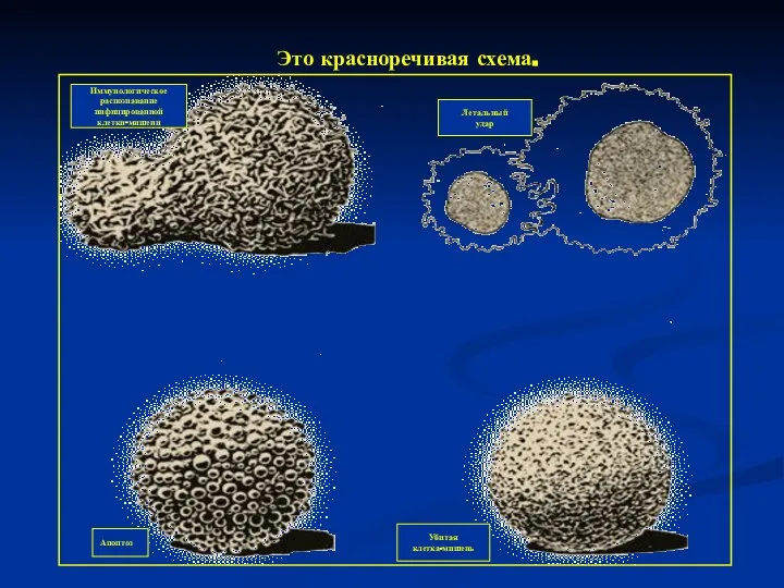 Иммунологическое распознавание инфицированной клетки-мишени Летальный удар Апоптоз Убитая клетка-мишень Это красноречивая схема.