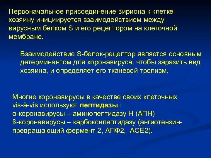 Первоначальное присоединение вириона к клетке-хозяину инициируется взаимодействием между вирусным белком S