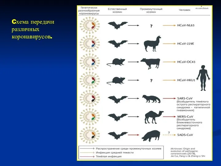 Cхема передачи различных коронавирусов.