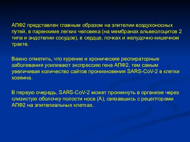 АПФ2 представлен главным образом на эпителии воздухоносных путей, в паренхиме легких