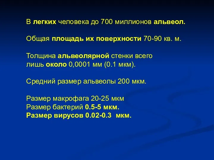 В легких человека до 700 миллионов альвеол. Общая площадь их поверхности