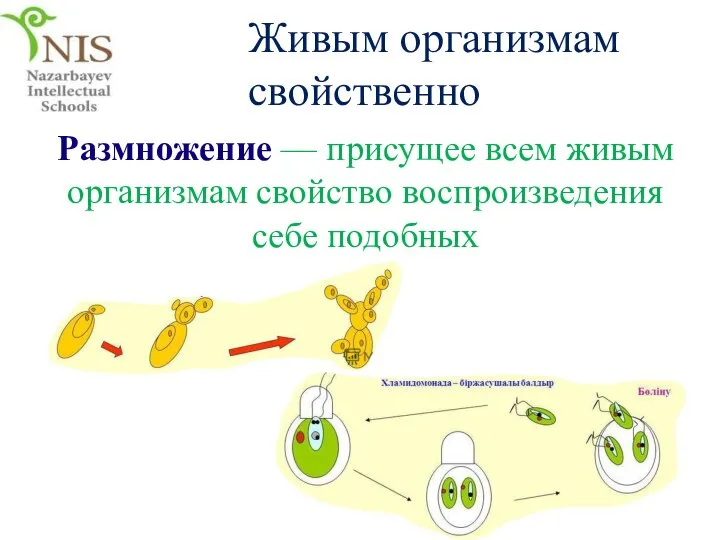 Размножение — присущее всем живым организмам свойство воспроизведения себе подобных Живым организмам свойственно