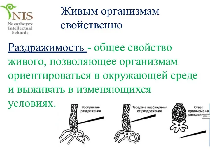 Раздражимость - общее свойство живого, позволяющее организмам ориентироваться в окружающей среде