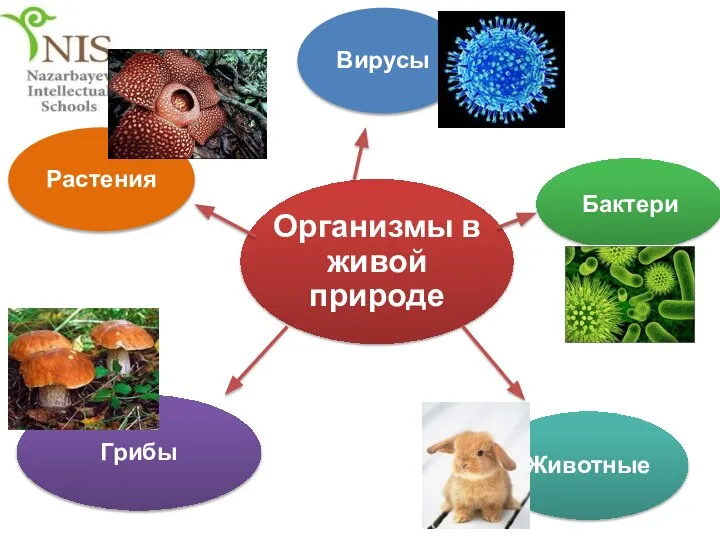 Организмы в живой природе Вирусы Бактери Животные Растения Грибы