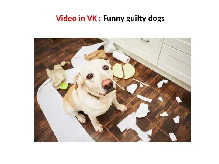 Video in VK : Funny guilty dogs
