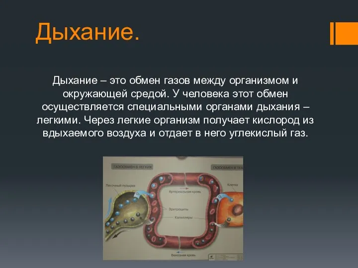 Дыхание. Дыхание – это обмен газов между организмом и окружающей средой.