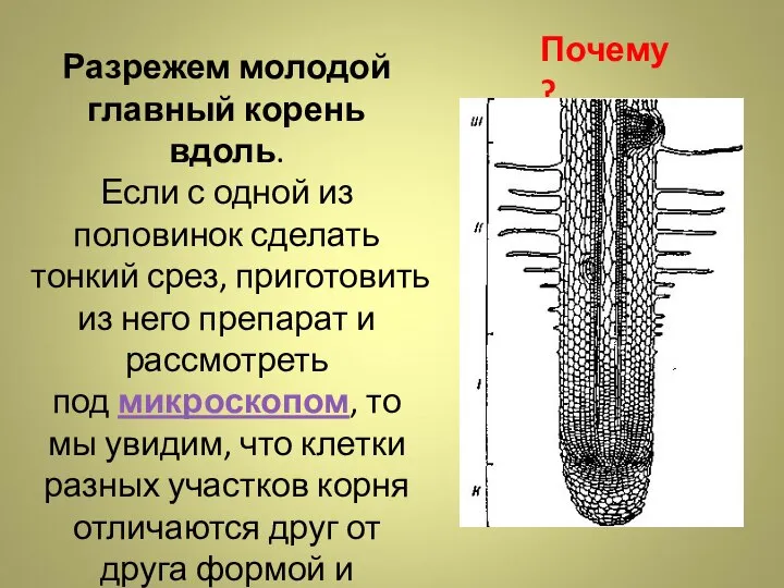 Разрежем молодой главный корень вдоль. Если с одной из половинок сделать